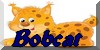 Bobcat
